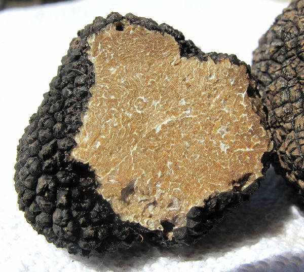 Truffle